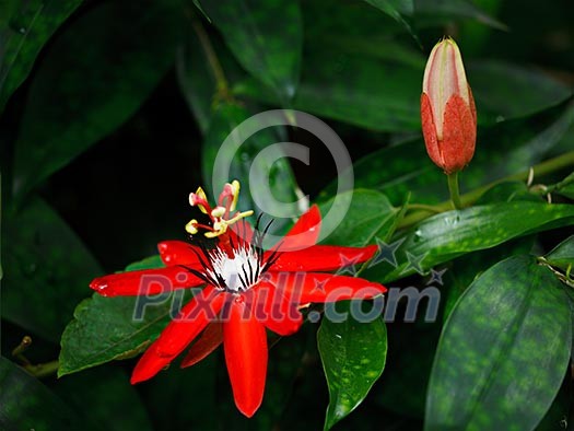 Red Passion Flower - Passiflora miniata Vanderplank Red Passion Flower - Passiflora miniata Vanderplank