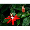 Red Passion Flower - Passiflora miniata Vanderplank