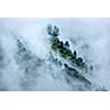 Peacful serene scenery - mountain forest trees in clouds in Himalayas. Kullu valley, Himachal Pradesh, India