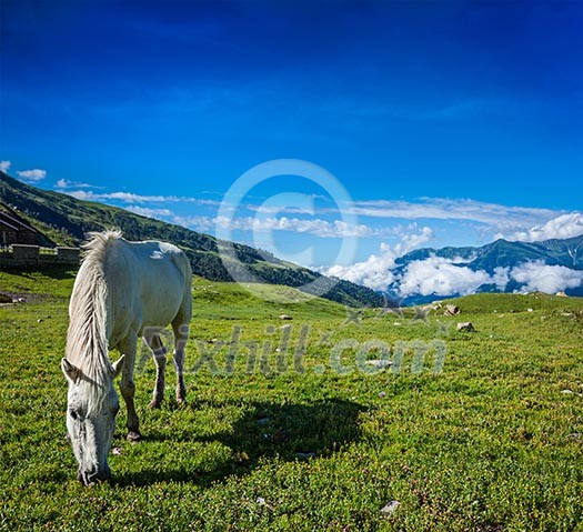 Serene landscape background - horse grazing on alpine meadow in Himalayas mountains. Himachal Pradesh, India