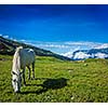 Serene landscape background - horse grazing on alpine meadow in Himalayas mountains. Himachal Pradesh, India
