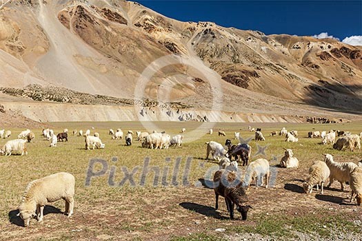 Herd of Pashmina sheep and goats grazing in Himalayas. Himachal Pradesh, India