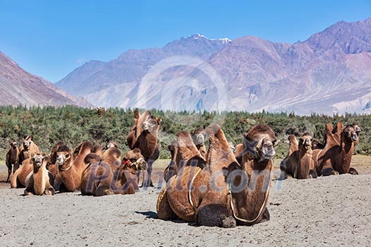 Bactrian camels in Himalayas. Hunder village, Nubra Valley, Ladakh, Jammu and Kashmir, India