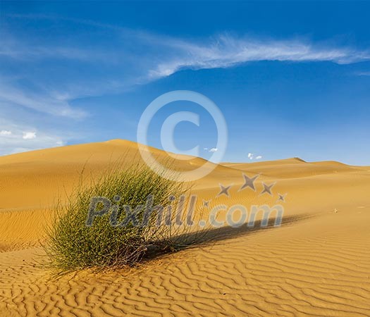 Dunes of Thar Desert. Sam Sand dunes, Rajasthan, India