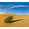 Dunes of Thar Desert. Sam Sand dunes, Rajasthan, India