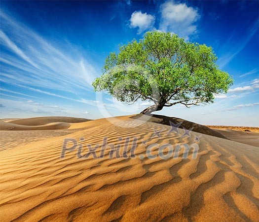 Life ecology solitude concept - lonely green tree in desert dunes