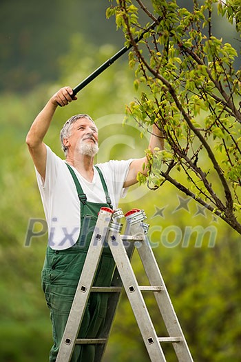 portrait of a senior man gardening in his garden (color toned image)