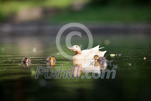 cute duck family on a pond cute duck family on a pond