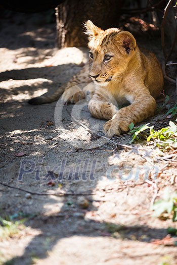 Cute lion cub