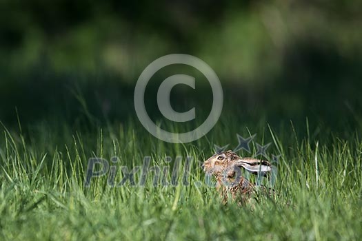 Brown hare (Lepus europaeus) Brown hare (Lepus europaeus)