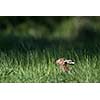 Brown hare (Lepus europaeus)