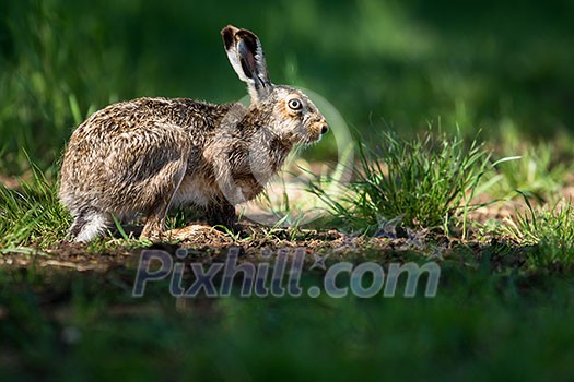 Brown hare (Lepus europaeus) Brown hare (Lepus europaeus)