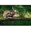 Brown hare (Lepus europaeus)