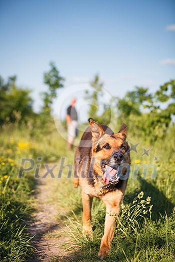 Beautiful German Shepherd Dog (Alsatian) outdoors