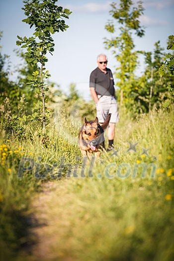 Beautiful German Shepherd Dog (Alsatian) outdoors Beautiful German Shepherd Dog (Alsatian) outdoors
