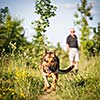 Beautiful German Shepherd Dog (Alsatian) outdoors