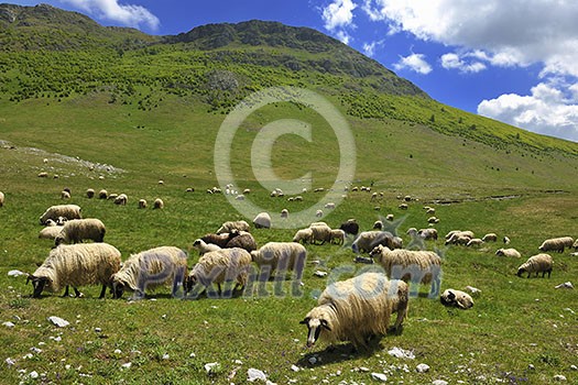 shepp farm animal in fresh spring nature eat grass