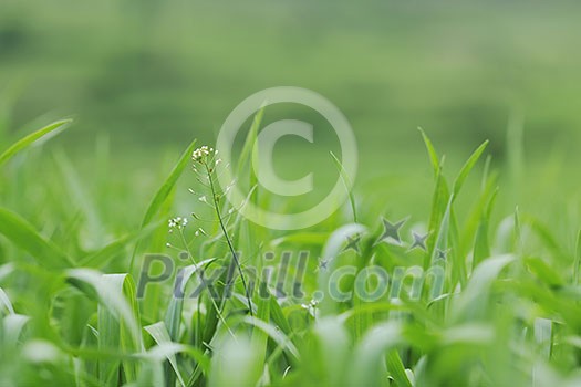 green grass closeup outdoor in nature background green grass closeup outdoor in nature background