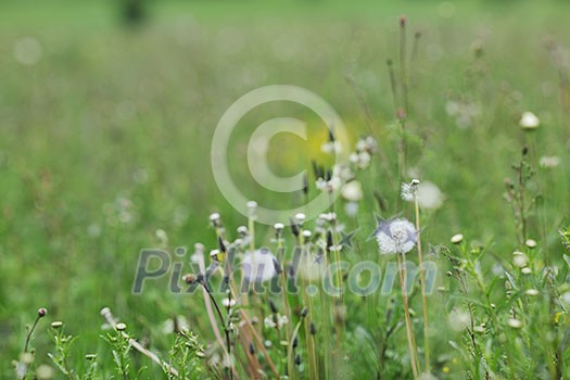 green grass closeup outdoor in nature background