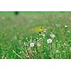 green grass closeup outdoor in nature background