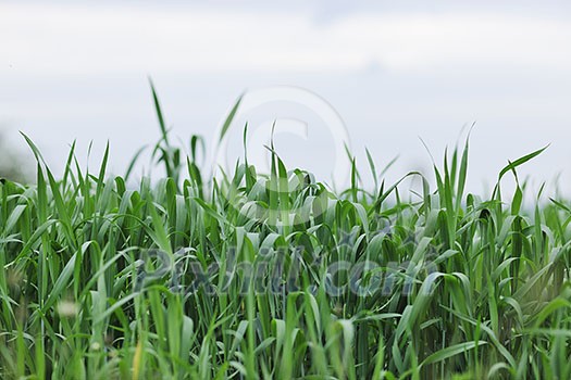 green grass closeup outdoor in nature background