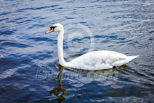 Mute Swan Cygnus olor in lake, Munich, Germany Mute Swan Cygnus olor in lake, Munich, Germany