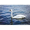 Mute Swan Cygnus olor in lake, Munich, Germany