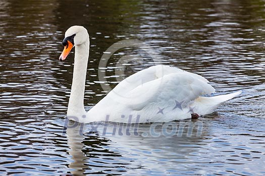 Mute Swan Cygnus olor in lake, Munich, Germany Mute Swan Cygnus olor in lake, Munich, Germany