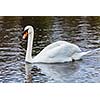 Mute Swan Cygnus olor in lake, Munich, Germany