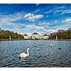 Swan in fountain in Grand Parterre (Baroque garden) and the rear view of the Nymphenburg Palace. Munich, Bavaria, Germany