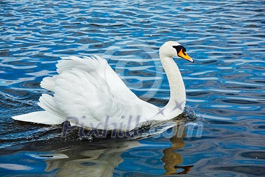 Mute Swan (Cygnus olor) in lake, Munich, Germany Mute Swan (Cygnus olor) in lake, Munich, Germany