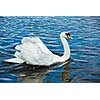 Mute Swan (Cygnus olor) in lake, Munich, Germany