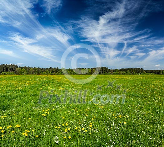 Summer meadow. Bavaria, Germany