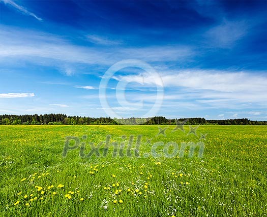 Summer meadow. Bavaria, Germany