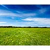 Summer meadow. Bavaria, Germany