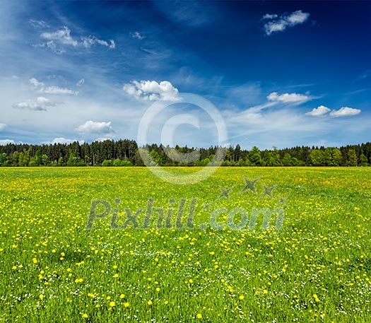 Summer meadow with blue sky, Bavaria, Germany Summer meadow with blue sky, Bavaria, Germany