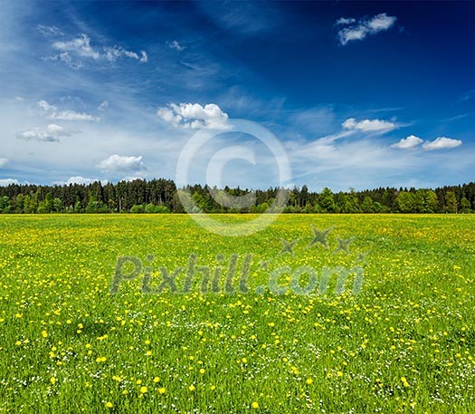 Summer meadow with blue sky, Bavaria, Germany