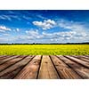 Spring summer background - yellow canola field with blue sky and wooden planks floor in front