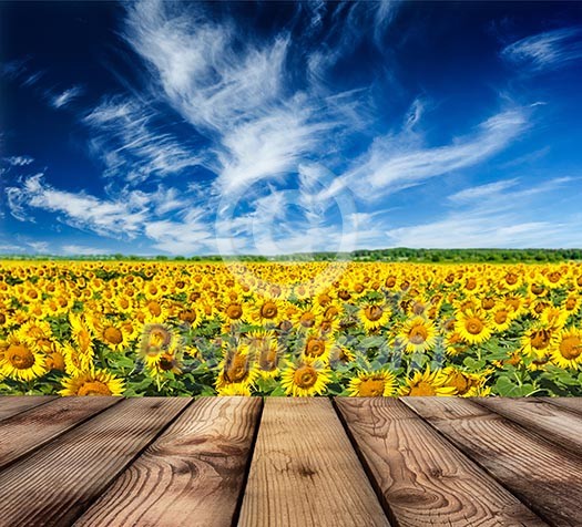 Wooden planks floor with idyllic scenic summer landscape - blooming sunflower field and blue sky