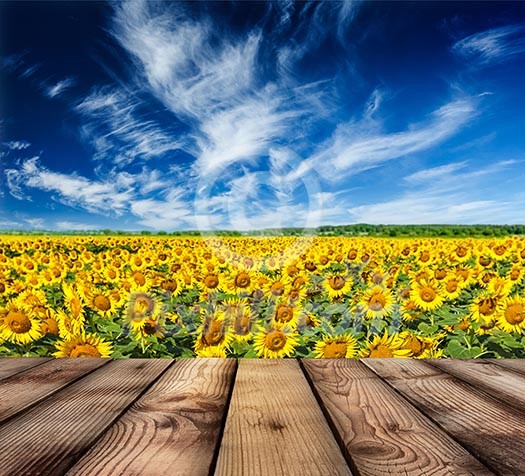 Wooden planks floor with idyllic scenic summer landscape - blooming sunflower field and blue sky Wooden planks floor with idyllic scenic summer landscape - blooming sunflower field and blue sky