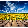 Wooden planks floor with idyllic scenic summer landscape - blooming sunflower field and blue sky