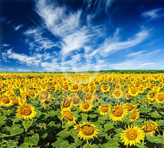 Idyllic scenic summer landscape - blooming sunflower field and blue sky Idyllic scenic summer landscape - blooming sunflower field and blue sky