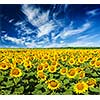 Idyllic scenic summer landscape - blooming sunflower field and blue sky