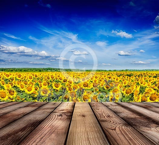 Wooden planks floor with idyllic scenic landscape of sunflower field and blue sky in background Wooden planks floor with idyllic scenic landscape of sunflower field and blue sky in background