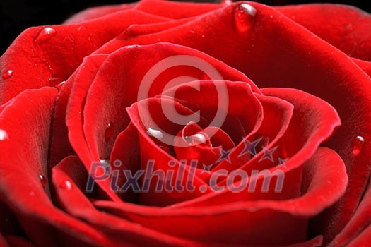 Red rose close up shot Red rose close up shot