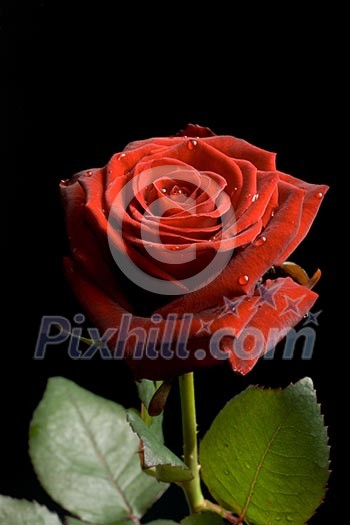 Red rose with drops of water on black background close up