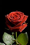 Red rose with drops of water on black background close up