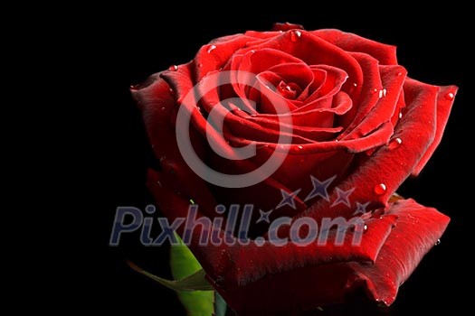 Red rose with drops of water on black background close up