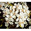 Vintage retro effect filtered hipster style image of apple tree blossoming branch in spring