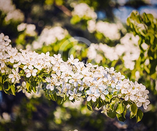 Vintage retro effect filtered hipster style image of apple tree blossoming branch in spring Vintage retro effect filtered hipster style image of apple tree blossoming branch in spring